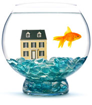 House in Fishbowl